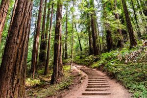 Marin County